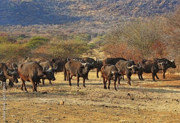Obraz Buffalo herd