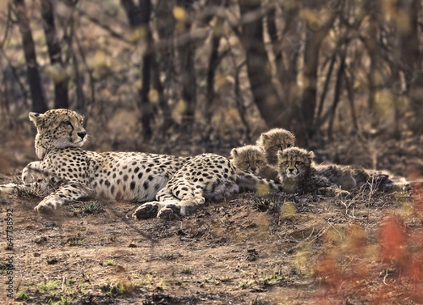 Obraz Cheetah with 3 cubs