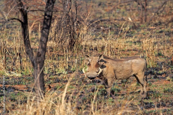 Obraz Single warthog