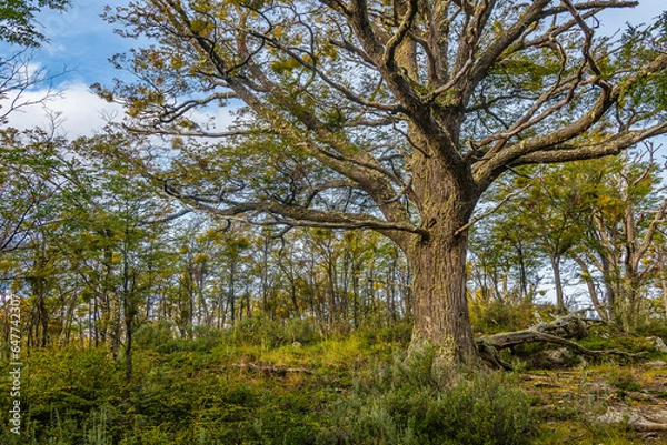 Obraz Big tree at forest, ushuaia, argentina