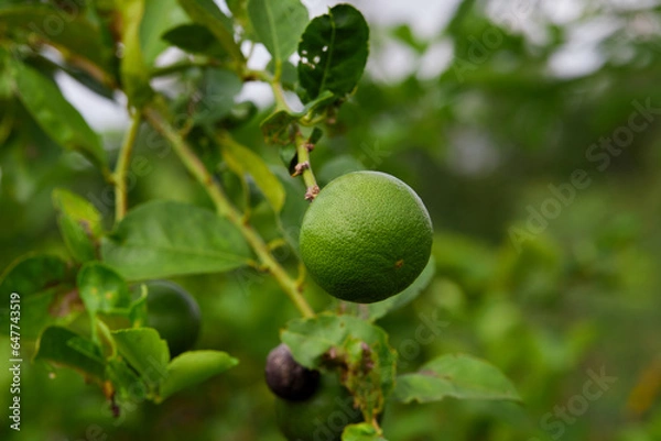 Fototapeta Fresh lime on tree branch
