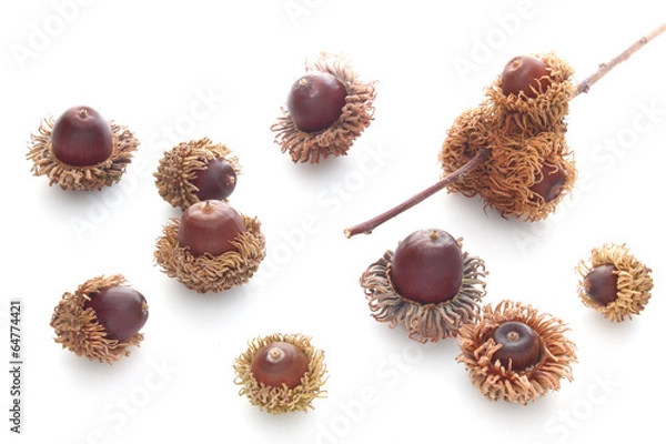 Fototapeta アベマキ