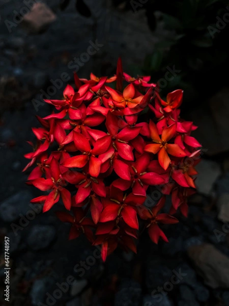 Fototapeta red rose on black background