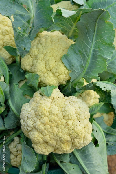 Fototapeta cauliflower vegetable