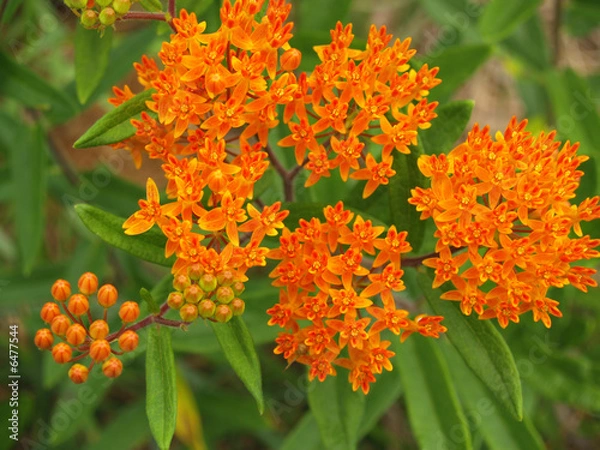 Obraz Chwast motylkowy lub mlecz pomarańczowy (Asclepias tuberosa) w Karolinie Północnej