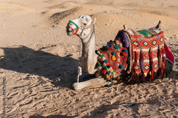 Obraz Camel Egypt Giza
 