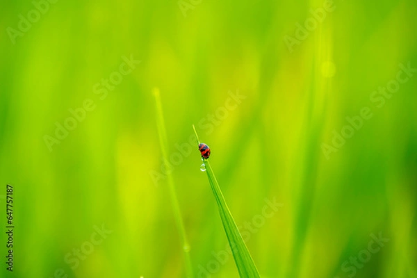 Obraz Red ladybug on green rice field