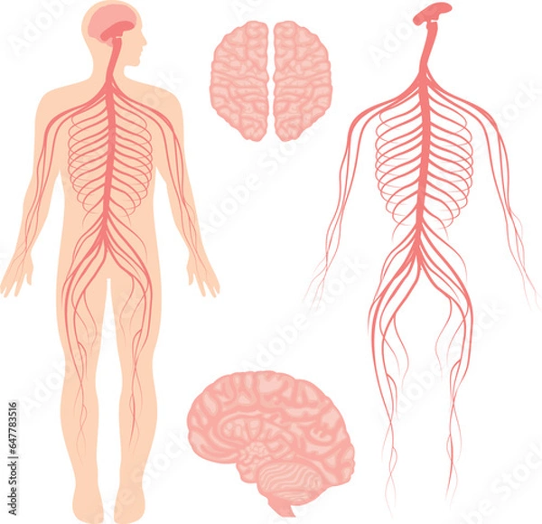 Fototapeta Human brain and central and peripheral nervous system for doctors and surgeons isolated on white background