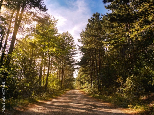 Fototapeta road in the forest
