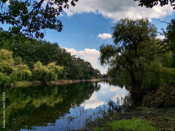 Fototapeta lake in the forest
