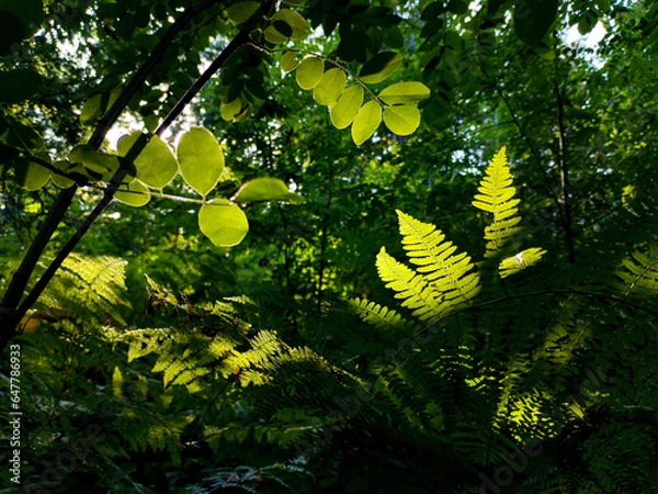 Fototapeta green foliage
