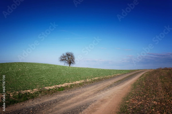 Fototapeta tree road blue sky