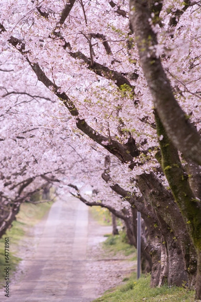 Obraz 桜のアーチ