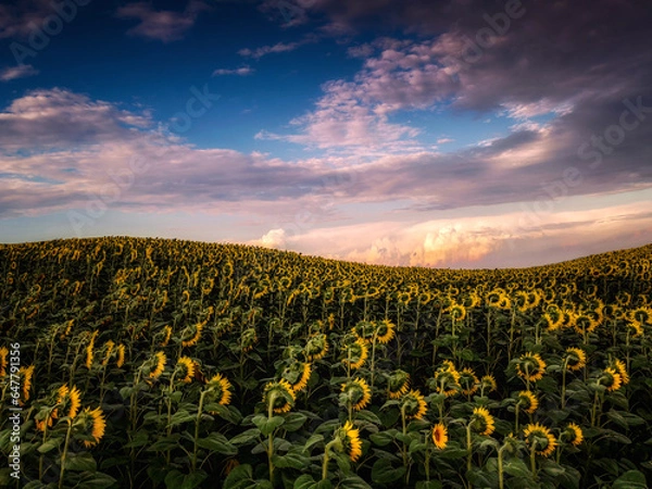 Fototapeta sunflower field at sunset