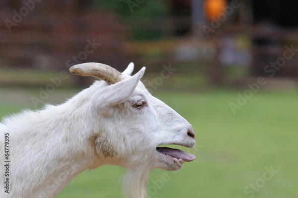 Fototapeta 山羊のポートレート