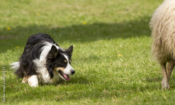 Obraz Border-Collie beim Hüten