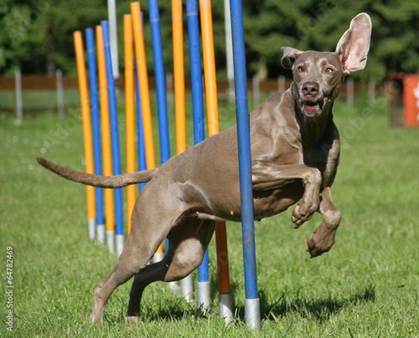 Obraz Weimaraner im Slalom