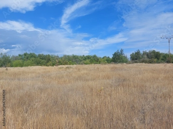 Fototapeta grass and sky