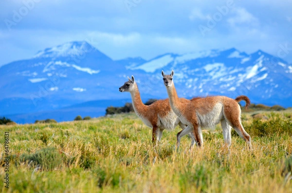 Fototapeta guanacos on mountain