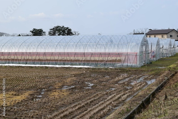 Fototapeta 農業用ビニールハウス