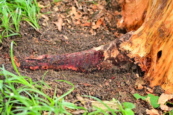 Fototapeta Problem of durian in the garden, tree use treatment for root rot disease ,phytophthora and fusarium fungus ,damages the root system