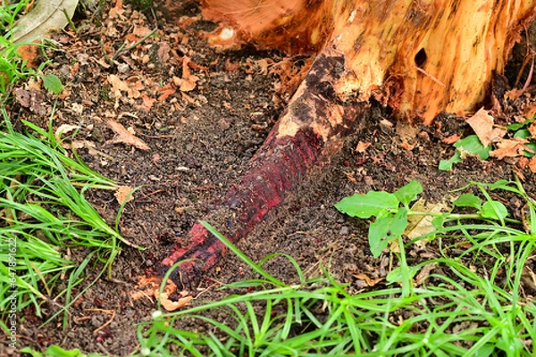 Fototapeta Problem of durian in the garden, tree use treatment for root rot disease ,phytophthora and fusarium fungus ,damages the root system