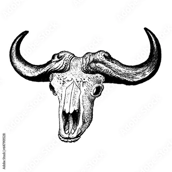 Obraz buffalo skull isolated on white