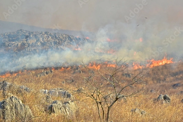 Fototapeta 秋吉台　山焼き　山口