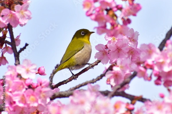 Fototapeta 河津桜　メジロ　春　岡山