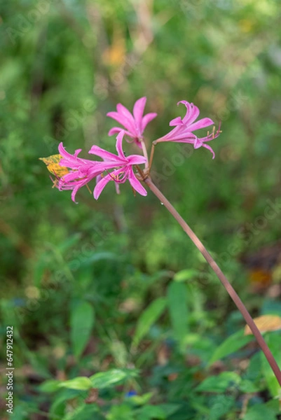 Fototapeta かわいらしいピンク色のリコリス