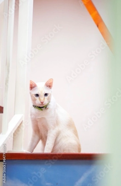 Obraz What are you looking at 