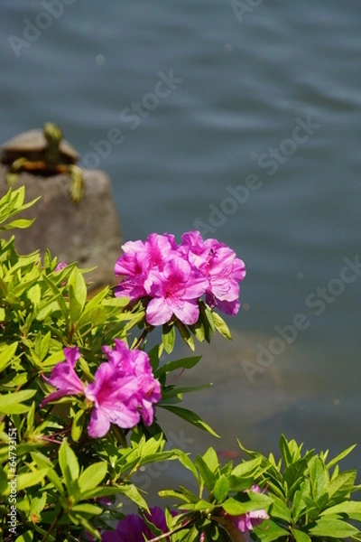 Fototapeta 五月晴れに咲くつつじ  甲羅干し中の亀