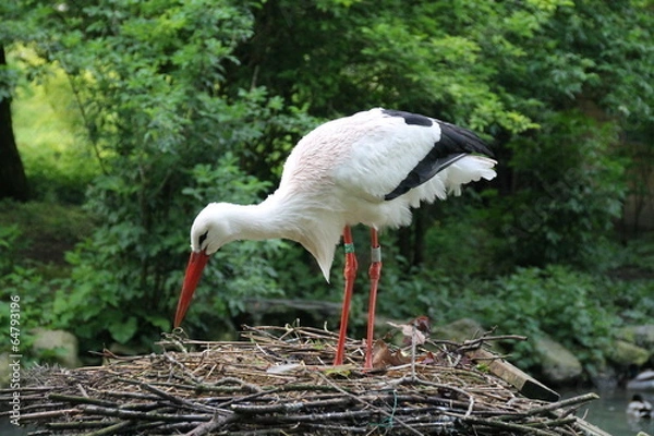 Obraz maman prepare le nid