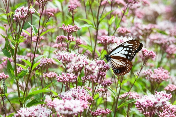 Obraz アサギマダラ
