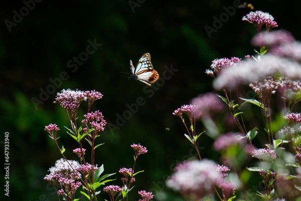 Obraz アサギマダラ