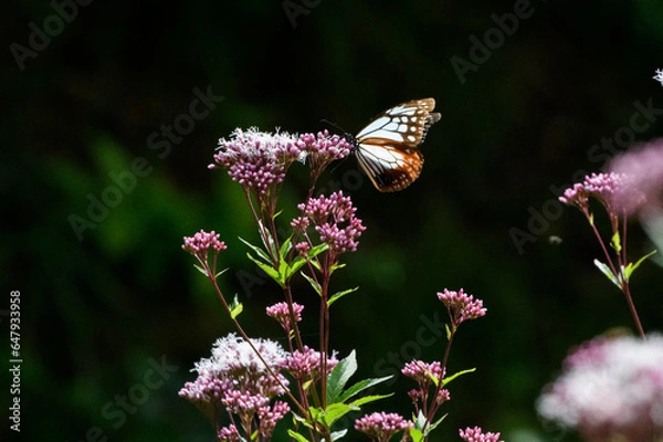 Obraz アサギマダラ