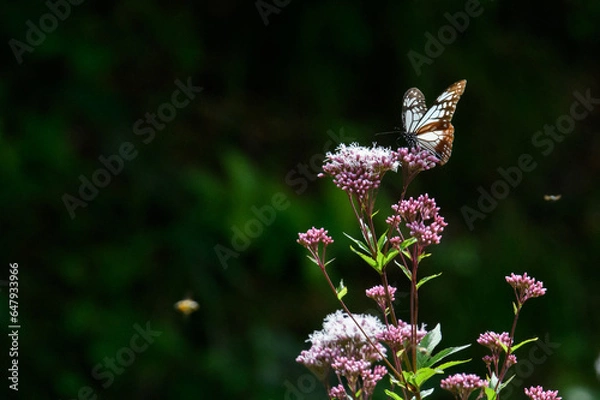 Obraz アサギマダラ