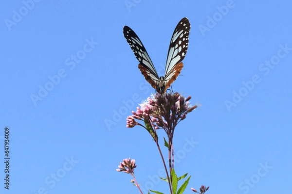 Obraz アサギマダラ