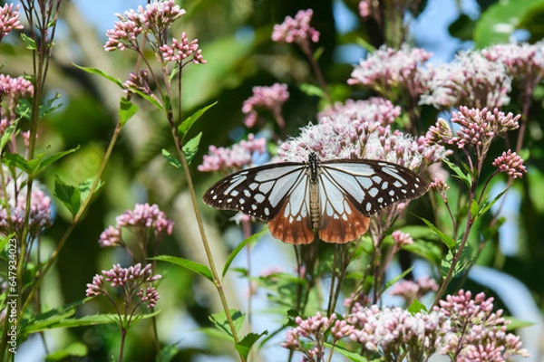 Obraz アサギマダラ