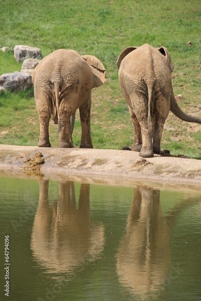 Obraz couple d'elephants