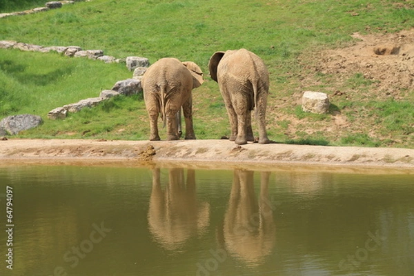 Obraz elephants
