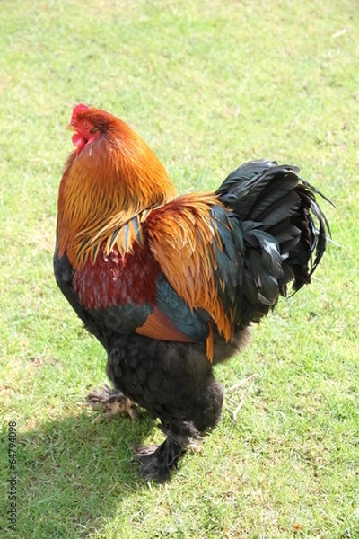 Obraz fier comme un coq