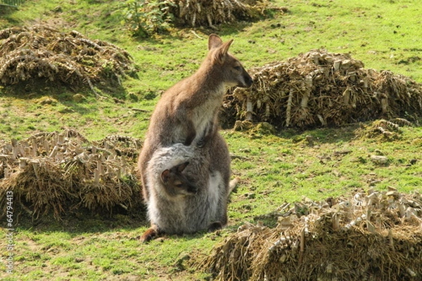 Obraz maman kangourou