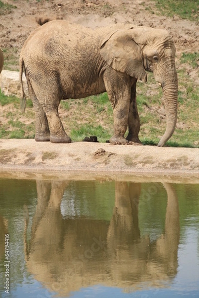 Obraz reflet d'elephant