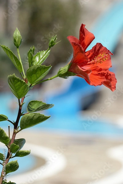 Obraz red hibiskus