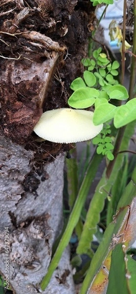 Fototapeta Poisonous mushrooms grow on trees