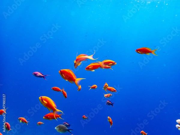 Fototapeta A school of bright red fish in the coral reef of the Red Sea