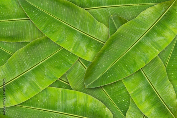Fototapeta Green banana leaf background with copy specs for text. The leaves of the banana tree Textured abstract background, The leaves of the banana tree pattern.
