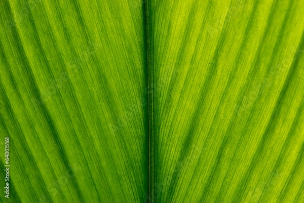 Fototapeta Green leaf texture. Leaf texture background, Banana palm leaf texture for design, Nature background and wallpaper