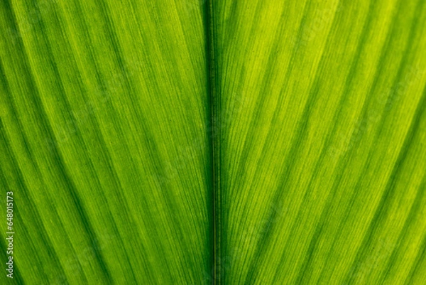 Fototapeta Green leaf texture. Leaf texture background, Banana palm leaf texture for design, Nature background and wallpaper